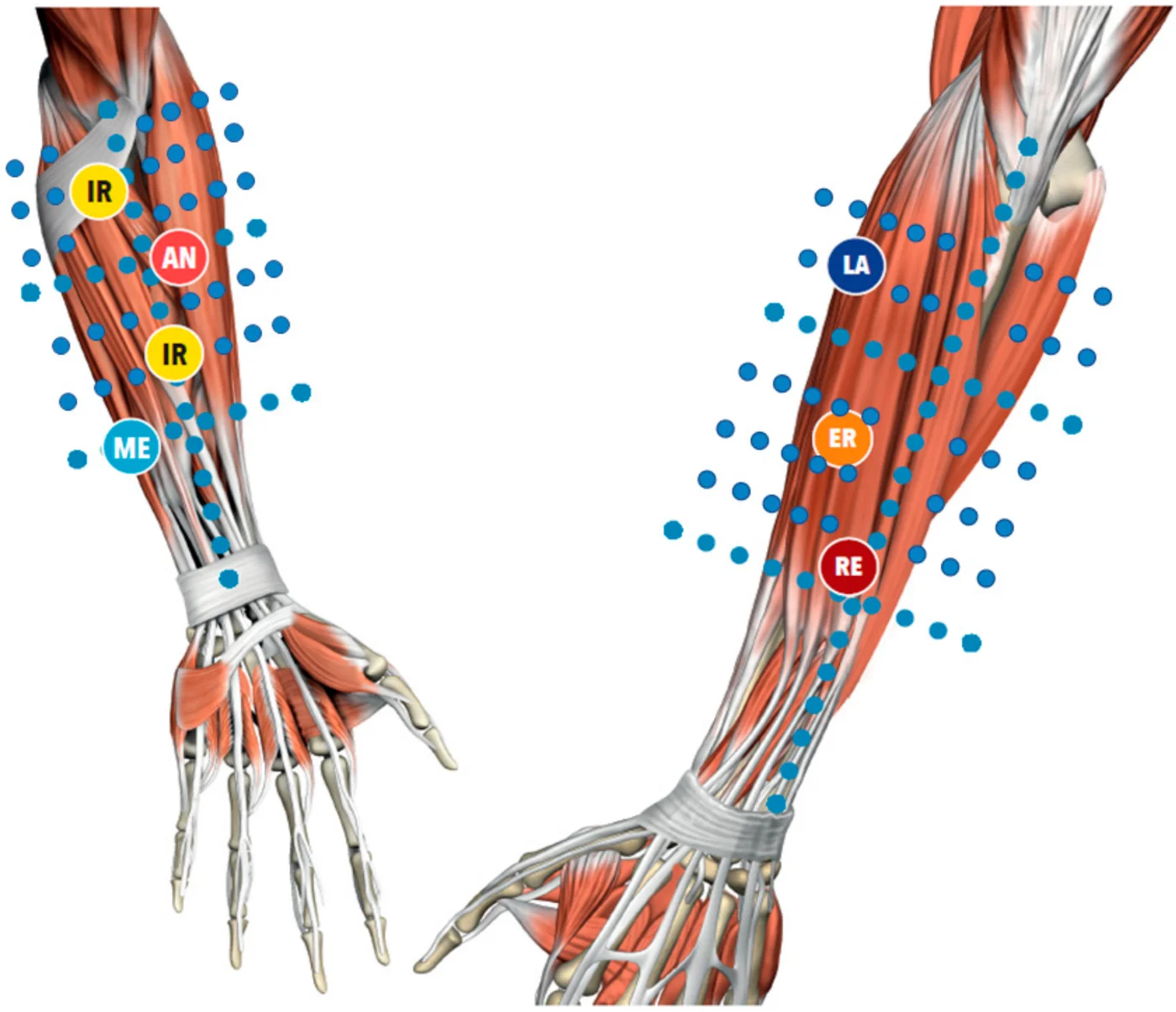 Anatomical diagram of the forearm showing Fascial Manipulation assessment and treatment points — centres of coordination on the anterior and posterior surfaces