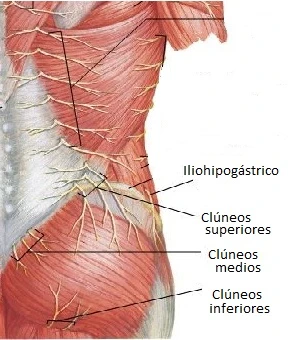 Lateral view of the posterior trunk and hip showing the three groups of cluneal nerves (superior, middle, and inferior) emerging from the lumbar and sacral regions and crossing the posterior iliac crest into the buttock, alongside the iliohypogastric nerve.