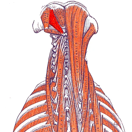 Anatomical illustration of the rectus capitis posterior major muscle showing its origin at the spinous process of the axis (C2) and insertion at the inferior nuchal line of the occiput, with the atlas visible beneath. Gray's Anatomy.