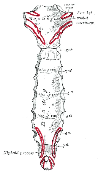 Posterior surface of the sternum showing the manubrium at top, costal cartilage attachment points for the 1st through 7th ribs highlighted in red, the body of the sternum with lines of union between segments, and the xiphoid process at the base (Gray's Anatomy)