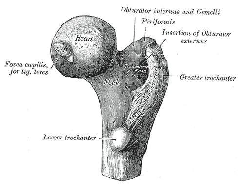 Upper extremity of right femur viewed from behind and above, showing the greater trochanter, femoral neck, and lesser trochanter. Gray's Anatomy plate 243.