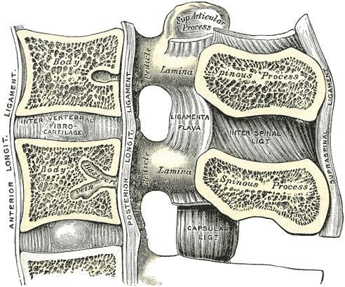 Median sagittal section through two lumbar vertebrae showing the intervertebral disc, nucleus pulposus, annulus fibrosus, anterior and posterior longitudinal ligaments, ligamenta flava, supraspinous ligament, and articular processes. Gray's Anatomy plate 301.