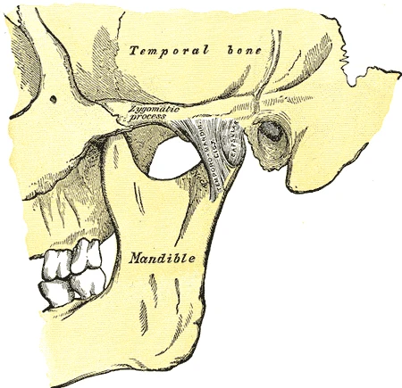 Lateral view of the skull showing the temporal bone, zygomatic process, and the mandible with the condylar process sitting in the mandibular fossa of the temporal bone — the temporomandibular joint (Gray's Anatomy)