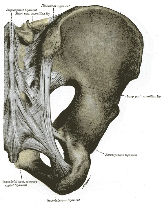 Posterior view of the pelvis showing the sacroiliac joints, posterior sacroiliac ligaments, sacrotuberous ligament, sacrospinous ligament, and iliolumbar ligaments. Gray's Anatomy plate 320.