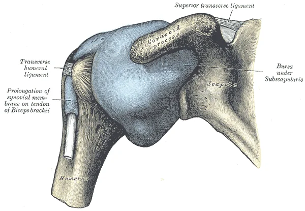Anterior view of the distended left glenohumeral joint capsule showing the shoulder joint space, the bicipital groove on the anterior humerus, and the coracoid process and acromion above. Gray's Anatomy plate 327.