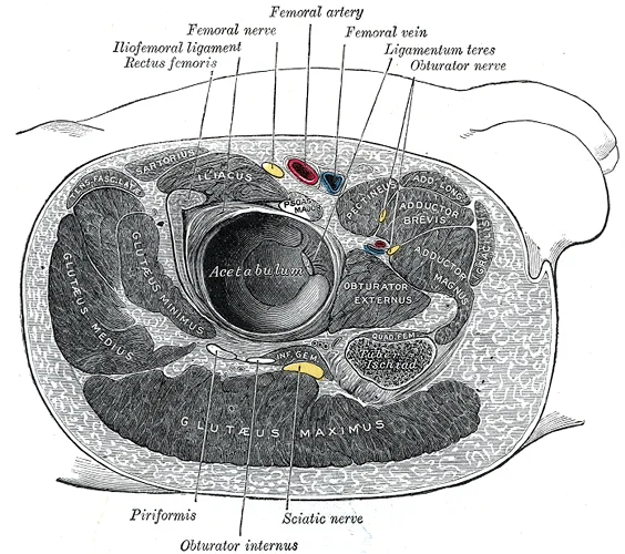 Transverse section through the hip joint showing the femoral head seated within the acetabulum, with surrounding capsule, ligaments, and muscles. Gray's Anatomy plate 344.