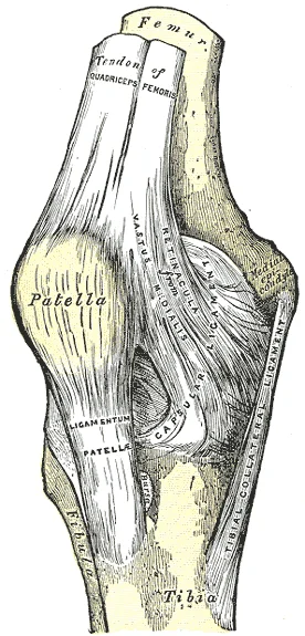 Anterior view of the right knee joint showing the patella, patellar ligament descending to the tibial tuberosity, and surrounding ligamentous structures. Gray's Anatomy plate 345.