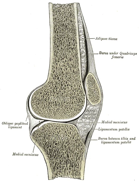 Sagittal section of the right knee joint showing the patella, patellofemoral joint surface, femoral condyle, tibial plateau, and cruciate ligaments. Gray's Anatomy plate 350.
