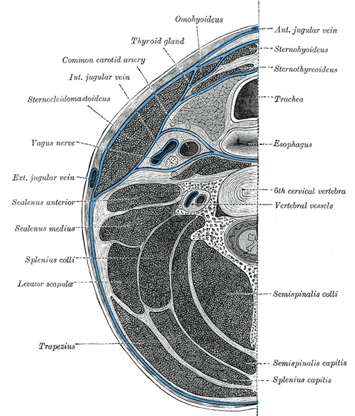 Gray's Anatomy transverse cross-section of the neck at C6 level, showing the anterior scalene and middle scalene muscles flanking the brachial plexus and subclavian artery, with the sternocleidomastoid, trapezius, and deep cervical musculature also visible