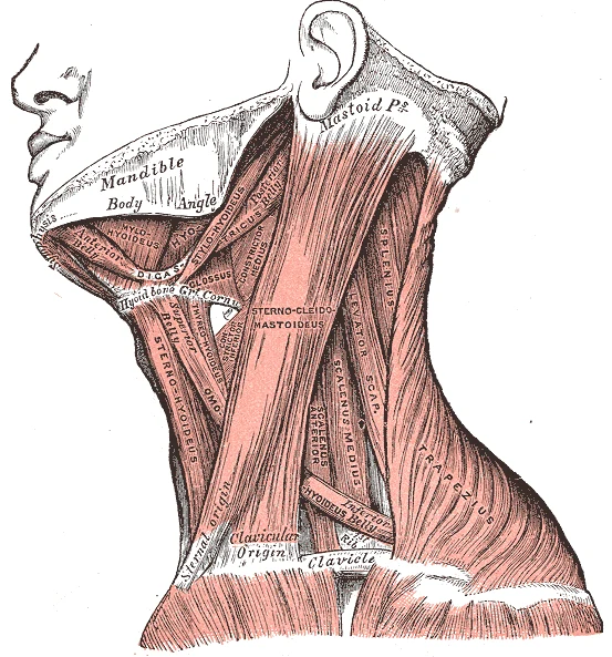 Gray's Anatomy lateral view of the neck showing sternocleidomastoid, scalene anterior, scalene medius, splenius capitis, levator scapulae, trapezius, and digastric muscles with their attachments from mastoid process to clavicle and sternum