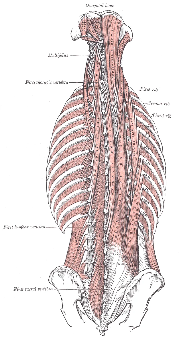 Posterior view of the deep back muscles showing the erector spinae group — iliocostalis, longissimus and spinalis — alongside the thoracolumbar fascia, with vertebral attachments from sacrum to thoracic spine labelled. Gray's Anatomy plate 389.