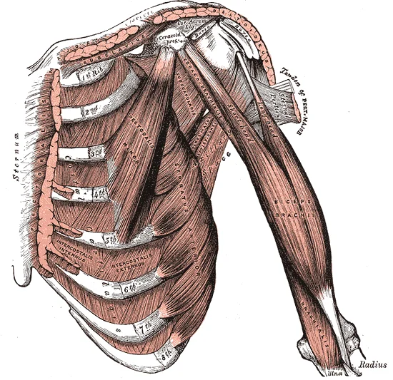 Anterior view of the right shoulder and upper arm showing the biceps brachii with its long head (supraglenoid origin) and short head (coracoid origin), alongside the subscapularis, coracobrachialis, deltoid, and pectoralis major. Gray's Anatomy plate 411.