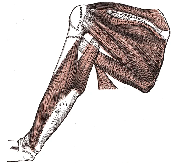 Posterior view of the right shoulder showing the rotator cuff muscles — supraspinatus, infraspinatus, and teres minor — along with the deltoid, teres major, and triceps brachii. Gray's Anatomy plate 412.