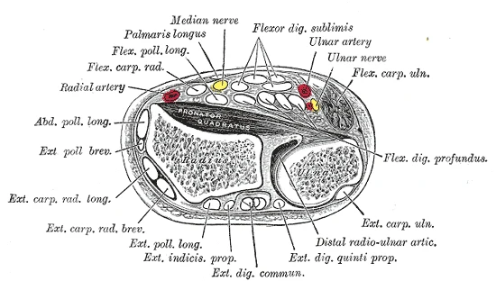 Cross-section through the wrist at the level of the carpal tunnel, showing the median nerve and radial artery on the radial side, ulnar nerve and ulnar artery on the ulnar side, the pronator quadratus, flexor digitorum sublimis tendons, flexor digitorum profundus tendons, and the extensor tendons on the dorsal surface (Gray's Anatomy)