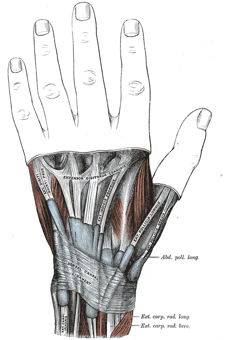 Posterior view of the right wrist and thumb showing the abductor pollicis longus and extensor pollicis brevis tendons passing through the first dorsal compartment at the radial styloid, with tendon sheaths and surrounding structures labelled. Gray's Anatomy plate 424.