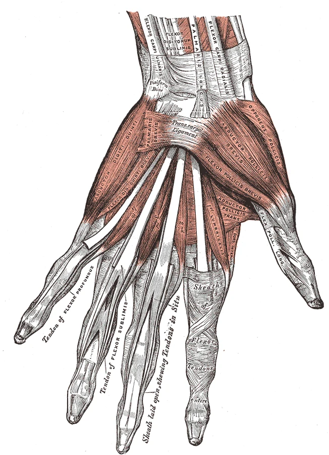 Palm of the hand showing the flexor tendon sheaths, flexor digitorum sublimis and profundus tendons to the fingers, the transcarpal ligament across the wrist, thenar and hypothenar muscle groups, and the adductor pollicis (Gray's Anatomy)