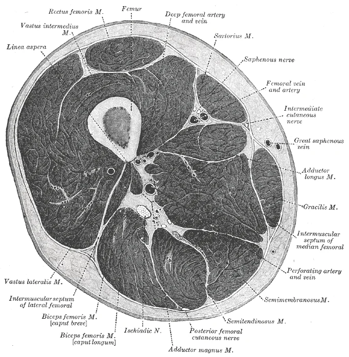 Transverse section through the middle of the right thigh showing the femur in cross-section, surrounded by muscle compartments separated by intermuscular septa, all enclosed within the fascia lata. Gray's Anatomy plate 432.