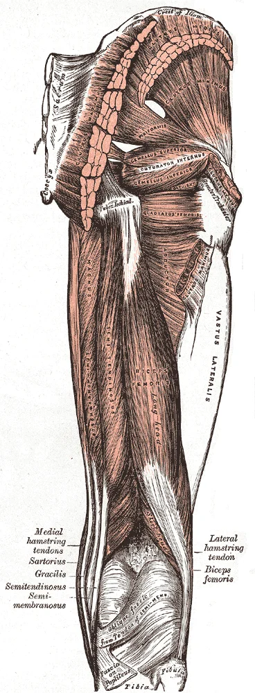 Posterior view of the right thigh showing biceps femoris, semitendinosus, and semimembranosus muscles with their proximal origins at the ischial tuberosity. Gray's Anatomy plate 434.