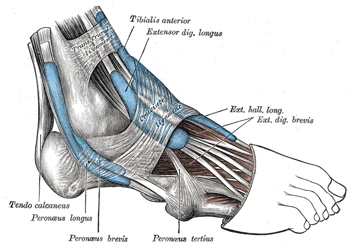 Gray's Anatomy illustration of the lateral ankle showing peroneus longus, peroneus brevis, and peroneus tertius tendons held in place by the superior and inferior peroneal retinacula, with the Achilles tendon and extensor digitorum longus also visible