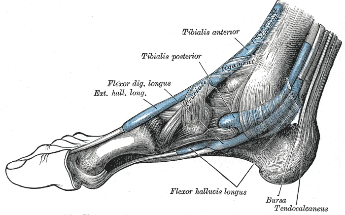Gray's Anatomy illustration of the medial ankle showing the tibialis posterior tendon passing behind the medial malleolus, alongside flexor digitorum longus, flexor hallucis longus, and the Achilles tendon attachment at the calcaneus