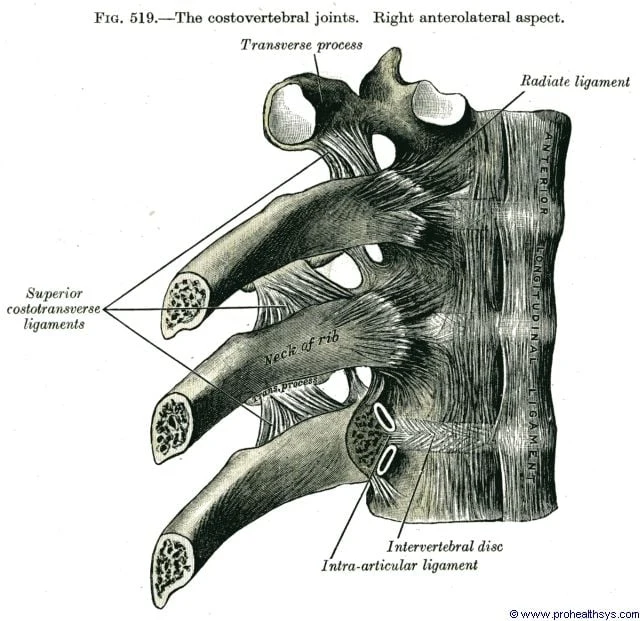 Anterolateral view of the costovertebral and costotransverse joints showing radiate ligament, superior costotransverse ligaments, neck of rib, intra-articular ligament, and intervertebral disc (Gray's Anatomy Fig. 519)