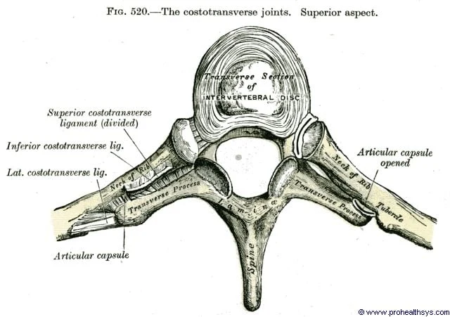 Superior view of the costotransverse joints showing both sides simultaneously with intervertebral disc cross-section, transverse process, neck of rib, tubercle, articular capsule, and costotransverse ligaments (Gray's Anatomy Fig. 520)