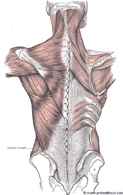 Posterior view of the back muscles showing the thoracolumbar fascia as a broad white band across the lumbar region, with the erector spinae on both sides of the spine, the lumbar triangle labelled at the lateral margin, and vertebral levels from occiput to lumbar identified. Gray's Anatomy plate 618.