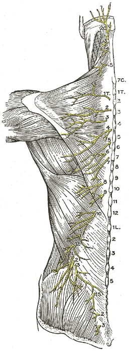 Posterior view of the trunk showing the posterior branches of the thoracic and lumbar spinal nerves fanning laterally across the back and into the gluteal region, with nerve levels labelled from T7 to L5 along the spine. Gray's Anatomy plate 801.