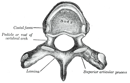 Superior view of a thoracic vertebra showing the vertebral body, costal fovea where the rib head articulates, pedicle, lamina, and superior articular process