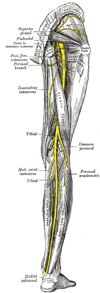 Posterior view of the right thigh and gluteal region showing the full course of the sciatic nerve and its branches — superior gluteal, pudendal, posterior femoral cutaneous, tibial, common peroneal, medial sural cutaneous, and medial calcaneal. Piriformis and greater trochanter labelled at the top. Gray's Anatomy plate 832.