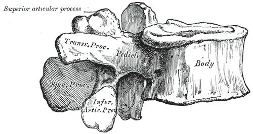 Lateral view of four lower cervical vertebrae showing the stacked articular facet joints between adjacent levels, with vertebral body, spinous process, and intervertebral disc spaces labelled. Gray's Anatomy plate 92.