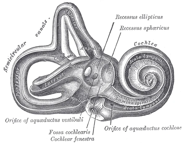 Illustration of the right bony labyrinth of the inner ear showing the three semicircular canals — anterior, posterior, and lateral — the cochlea, and the vestibule, with structures labelled. Gray's Anatomy plate 921.