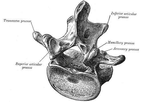 Superior and posterior views of a lumbar vertebra showing the vertebral body, spinous process, transverse processes, superior and inferior articular processes forming the facet joints, laminae, and vertebral foramen. Gray's Anatomy plate 93.