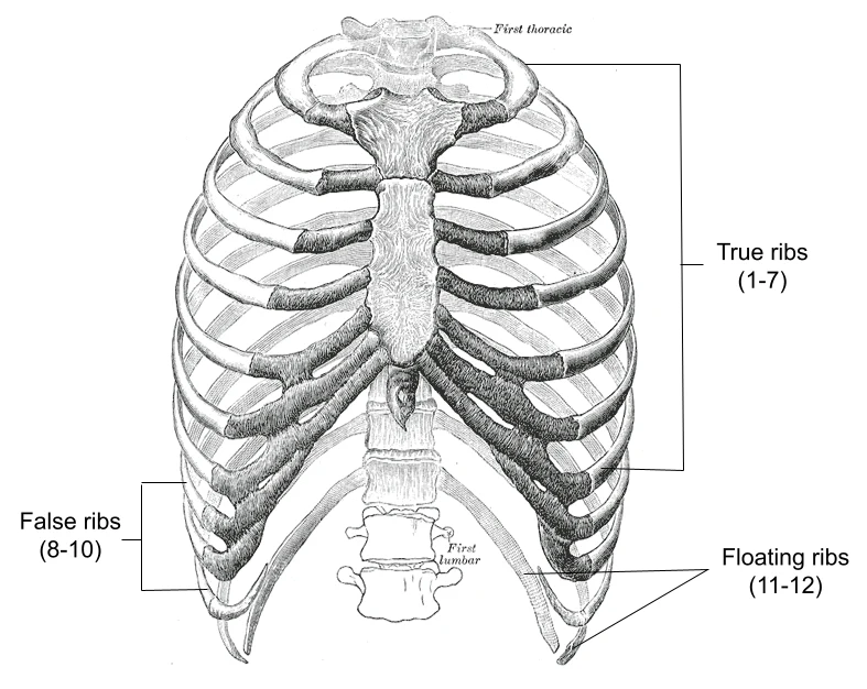 Anterior view of the rib cage showing true ribs (1–7) attaching directly to the sternum via costal cartilage, false ribs (8–10) attaching via shared cartilage, and floating ribs (11–12) with no anterior attachment